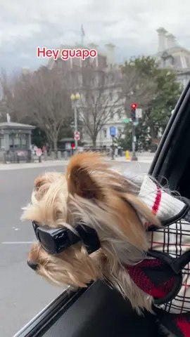 Hey guapo#parati #vidaesmaravillosa #creatorsearchinsights #yorkie