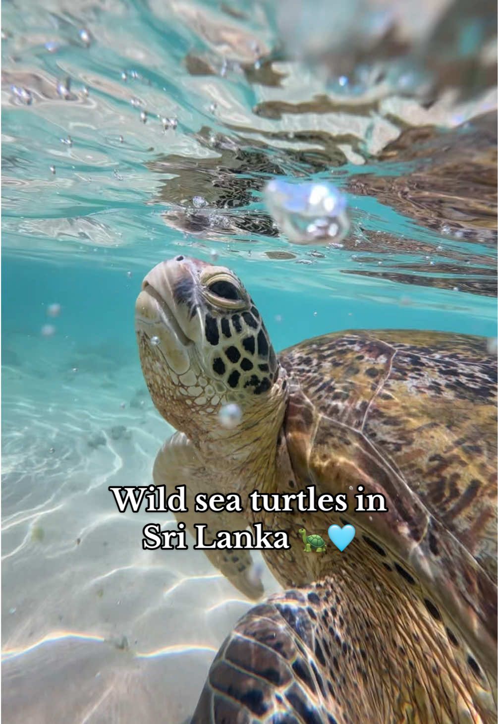 I’m in-love with them!!!! 🐢🥹  PSA, I actually didn’t know you aren’t supposed to touch them until I posted this video. 😣 So just to clarify I only touched that one super gently, no others. I’ve educated myself on this topic since posting this, so please anyone watching this take note to not touch a wild turtle! All love 🤍 #turtlebeach #srilanka #worldtravel #srilankatravel #seaturtle #hikkaduwa 