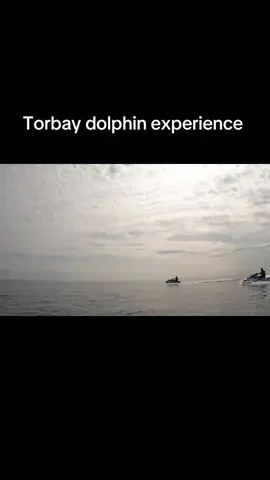 Close up and personal and sometimes emotional.  🐬🐬🐬🐬🐬🐬🐬🐬🐬 #jetsetgocoastaladventures #torquaydevon #theenglishriviera #jetskiing #waverunners #incredibleexperiences 