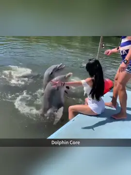 Dolphin Core #fyp #animals #funny #dolphins #core 