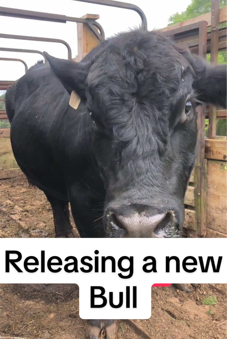 Releasing a new Bull out to cows. #farmlife #cow #farmer #farm #cattle #farming 
