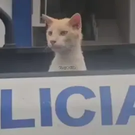 vida en el espejo - enjambre 💗  #vidaenelespejo #rock #enjambre #yo #gato #gatos #cat #amor #parati #paratiiiiiiiiiiiiiiiiiiiiiiiiiiiiiii #musica #fyppppppppppppppppppppppp #dedicar #fyp 