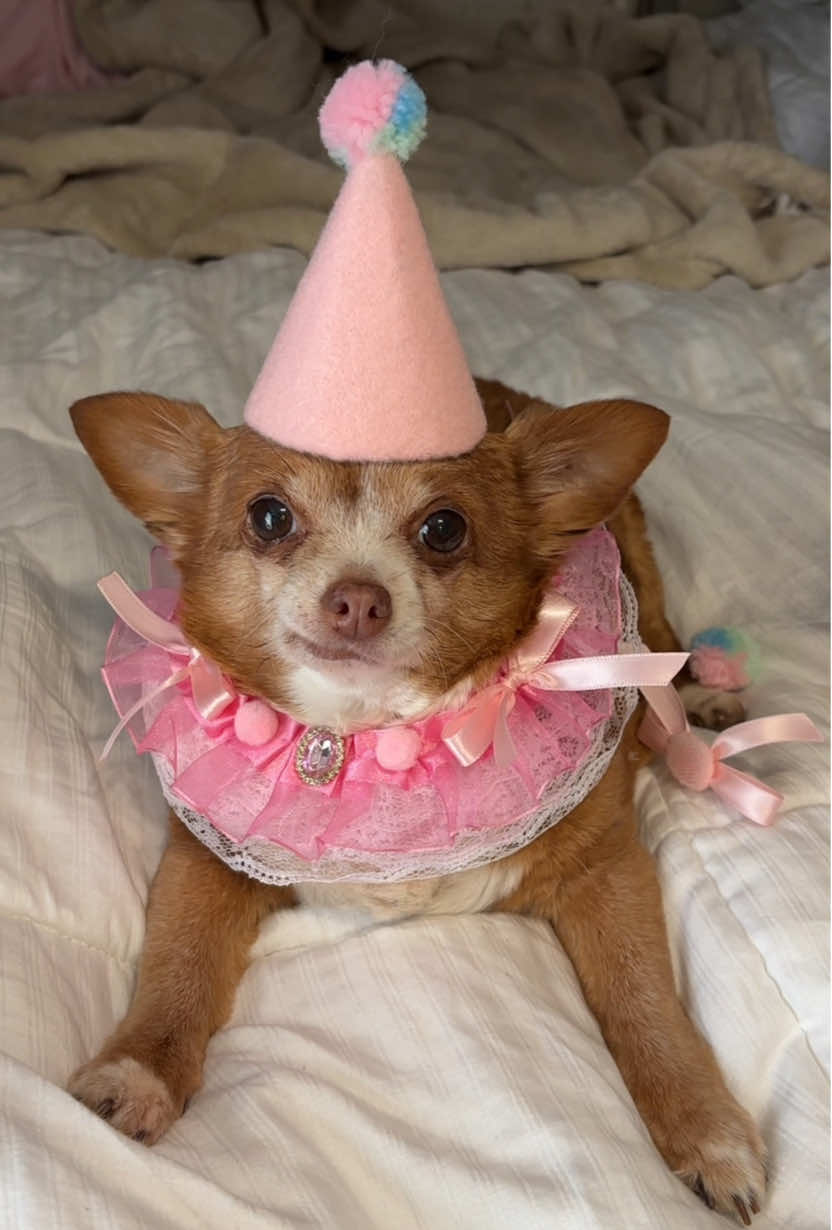 A little fairy pig princess puppy clown is here to grant your dreams 💖✨ #ittybittythechihuahua #smallpets #smalldog #cutedog #chihuahua #PetsOfTikTok #dogsoftiktok #funnydog #funnypets #girldog #clown #girlytok #pinkcore #pinkaesthetic #minichihuahua 