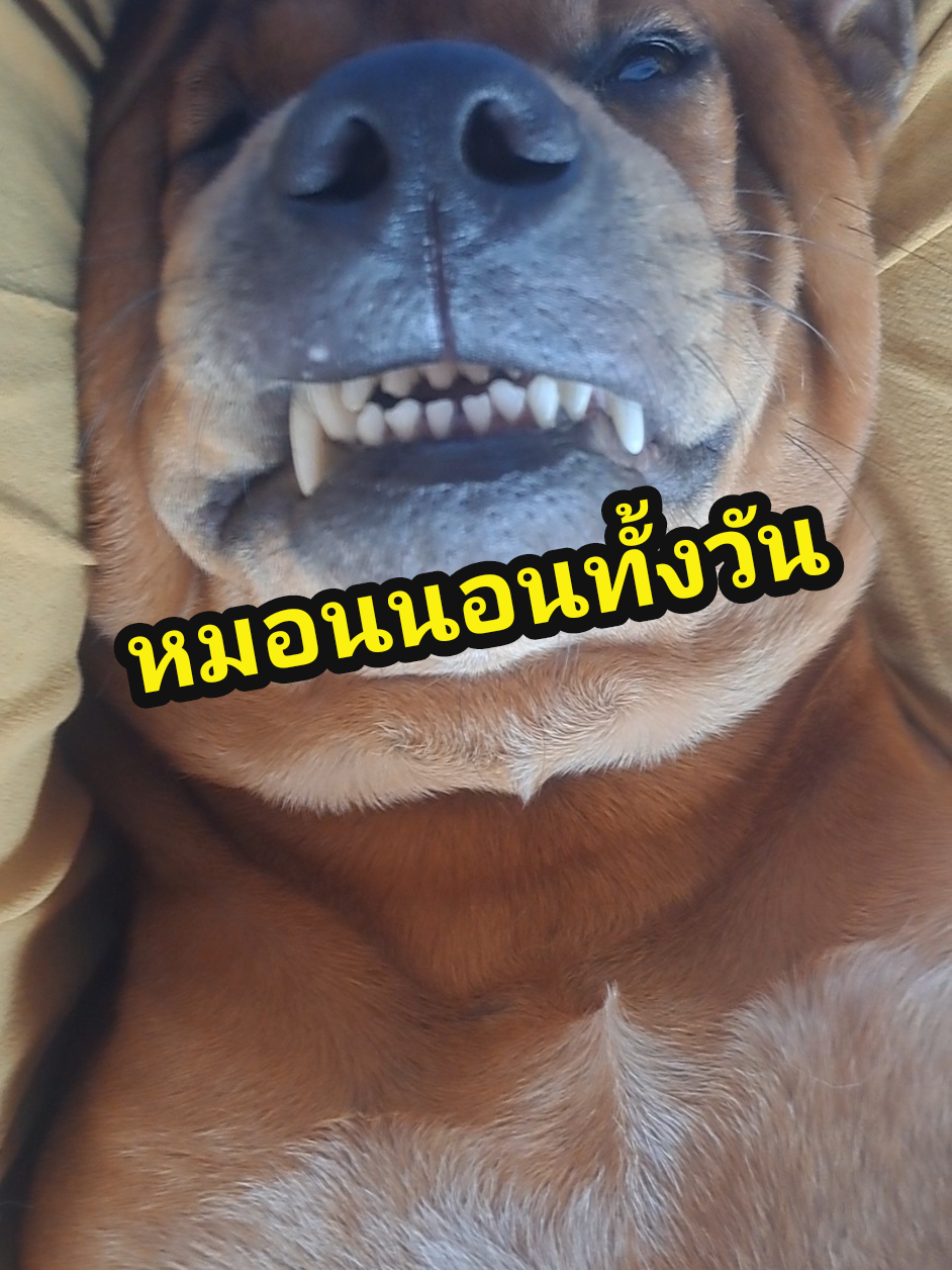 ชื่อหมอนทอง = นอนทั้งวัน 🐶💤 #สี่ขาห้าตัวแอนด์เดอะแก๊ง #ฟีดดดシ #หมา #fyp #หมาดื้อ #สวนสัตว์tiktok #สัตว์เลี้ยงtiktok #สัตว์เลี้ยงน่ารัก #สี่ขาห้าตัว 