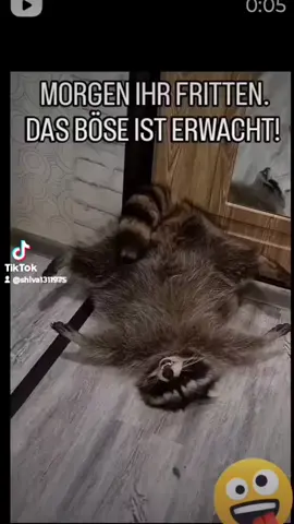 #gutenmorgen #motivation #witzig 
