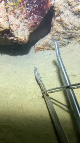 Deabed Diving，catch seafood#nature #beach #oceanexploration #deepsea #catchseafood