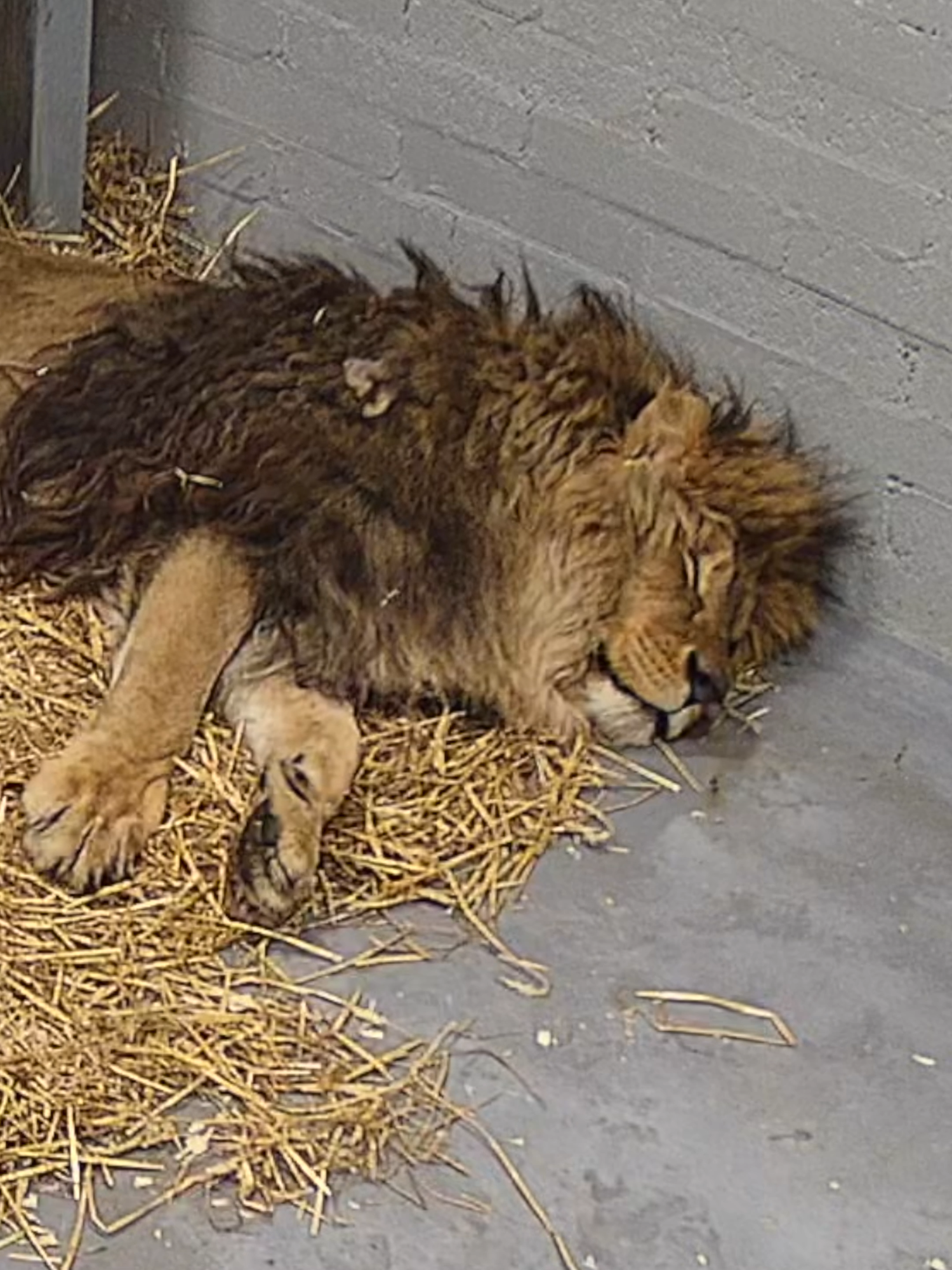 Our CCTV has captured a heartwarming moment when Rori settled into his new bed! It has been beautiful to watch the progress that Rori has made since arriving at his new home in the Lion Rescue Centre at the Sanctuary 🐾 As we get to know Rori, he’s been showing his playful yet cheeky side, and has been capturing the hearts of all the keepers and guests that meet him 🥰 Click the link in the bio and adopt Rori today! #TheBigCatSanctuary #Lions #rescue #BigCats #CCTV