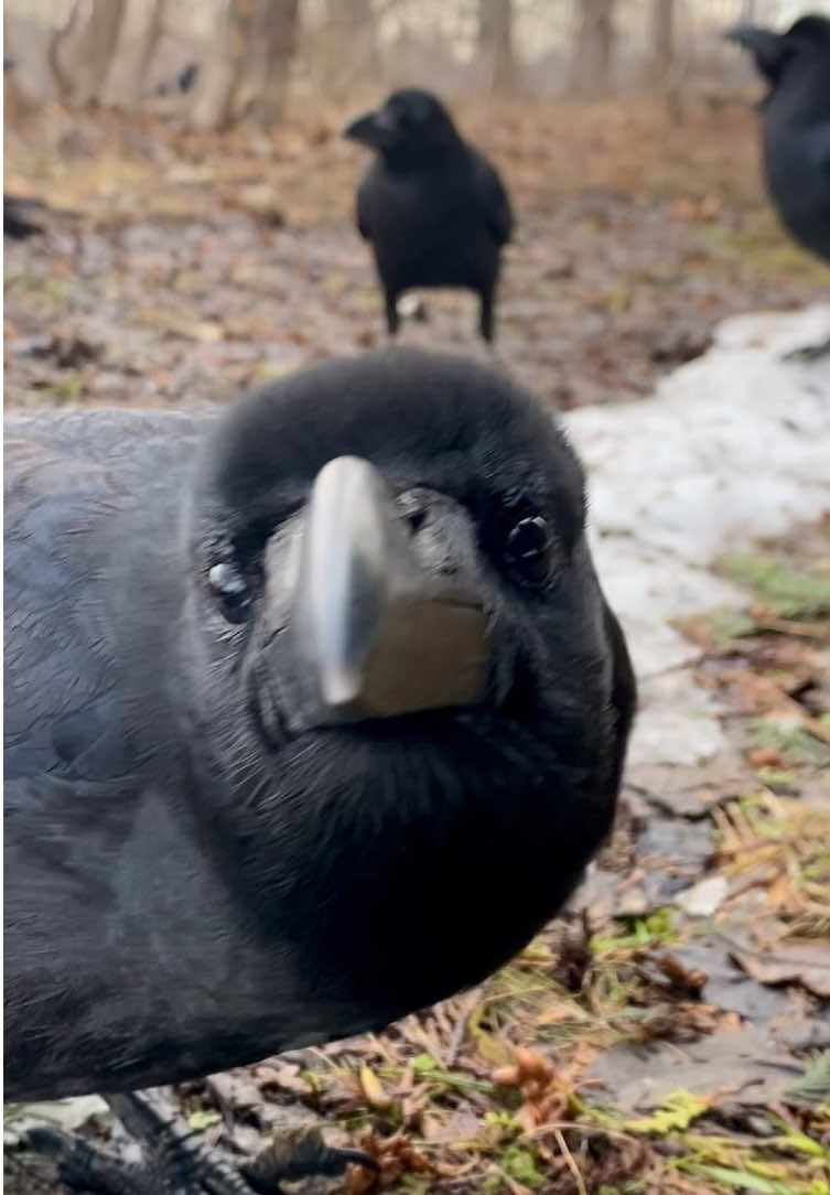 My sweet Kitaro 🖤 #rakasuthecrow #crows  #crow #crowlovers #カラス #crowtok 