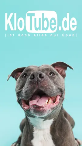 Der Hund bellt - The Dog bells #hund #hunde #hundeliebe #welpe Mehr von sowas? Da lang: klotube.de