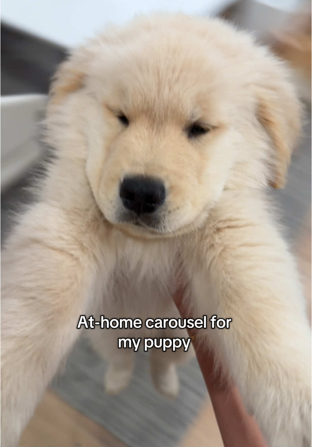 His legs wiggling 😂😂#goldenretriever #puppy 
