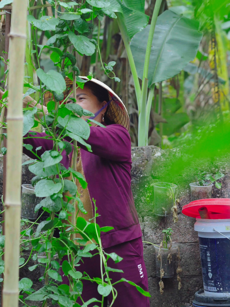 Bình yên bên góc vườn nhỏ #binhyen #lamvuon #cuocsongnongthon #vuonnhaconhung #thugian  #chualanh #hatgiongtamhon #bophoveque