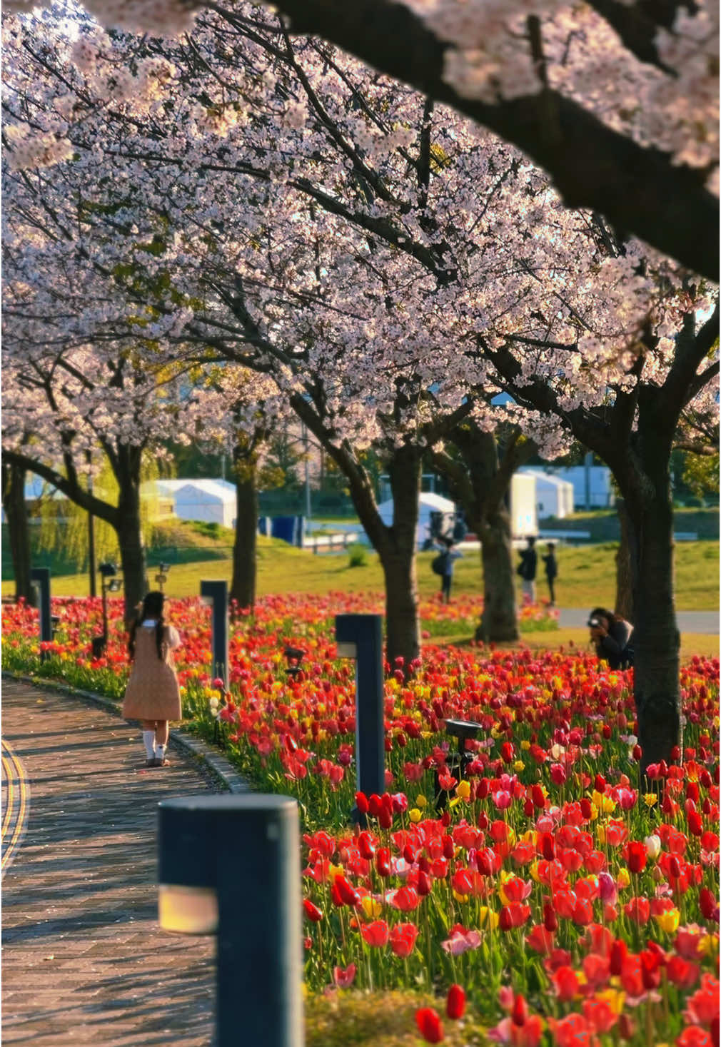 Crying, because Japan feels like a dream I never want to wake up from. ❤️ #spring #tulips #sakura #tokyo #japan #odaiba