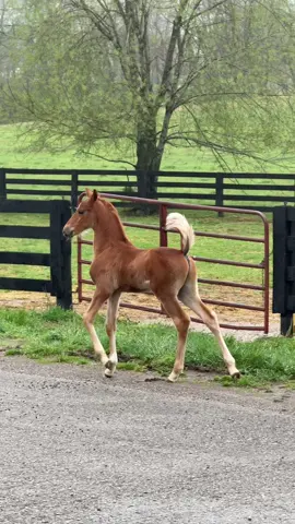 ‘I’ll take It from Here’ aka Vance 🥰 #bowlingreenky #equestrian #foal #babyhorse #colt #saddlebred #foalingseason 