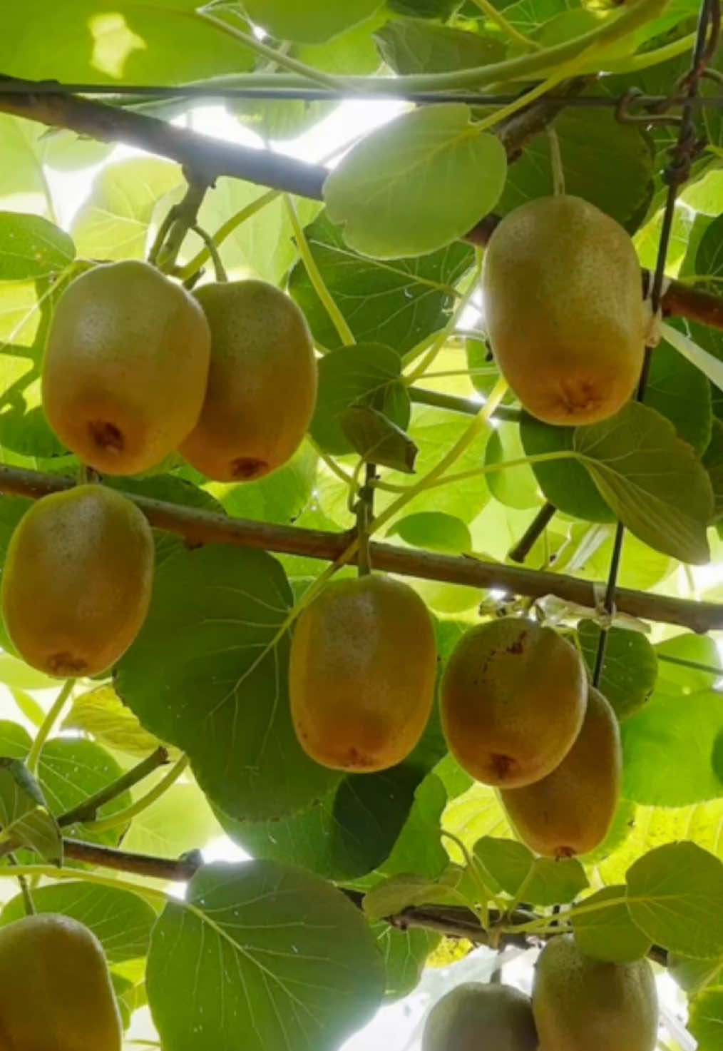 🌱 Avant de planter vos #kiwis, voici 5 étapes essentielles à connaître ! 🥝  👉 Toutes les promos pour cultiver des petits fruits : www.desjardins.fr/catalogue-fruitiers.html