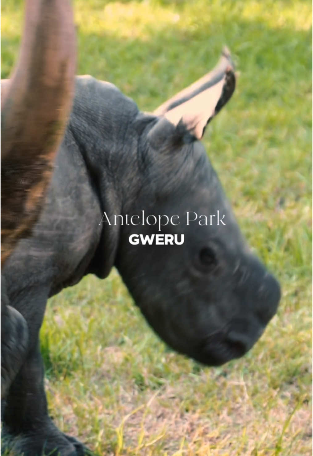 Hidden gem in ZIMBABWE 🇿🇼  DM us your email or comment ‘🇿🇼’ for more information! 🤩 Definitely a must visit when in Zimbabwe! Beautiful accommodation and has the Big 3! 🦏🦁🐘 #antelopepark #gweru #antelopeparkzimbabwe #zimbabwe #harare #hararezimbabwe🇿🇼 #zimbabwe🇿🇼 #privategamereserve #SAMA28 