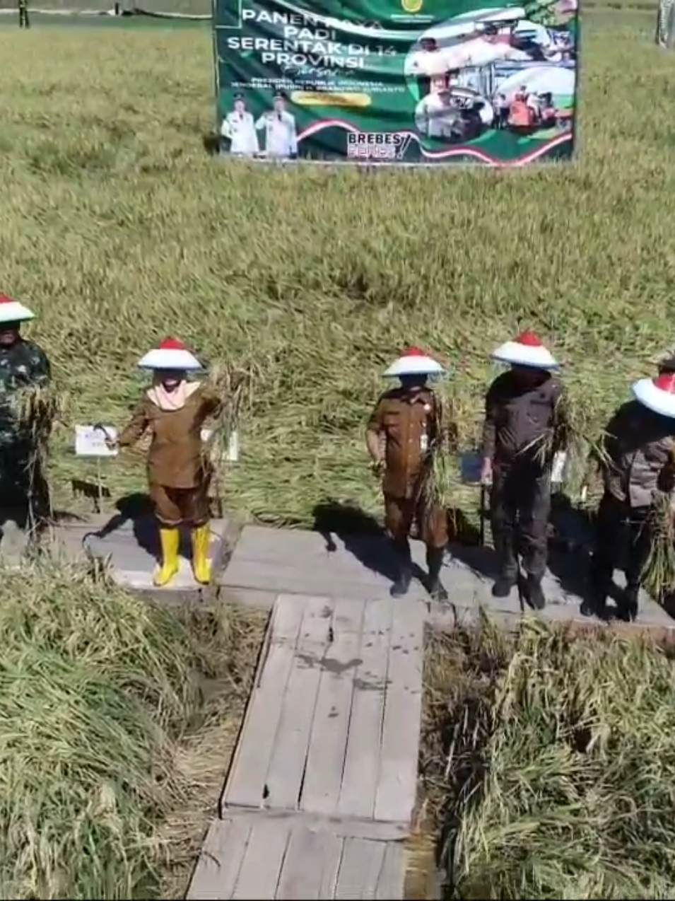 Bupati Brebes Hj. Paramitha Widya Kusuma, S.E, M.M dan Wakil Bupati Brebes Wurja, S.E. mengikuti panen raya padi serentak di 14 Provinsi Bersama Presiden Republik Indonesia Jendral (Purn) H. Prabowo Subianto secara Zoom Meet. Panen Padi di Kabupaten Brebes dilaksanakan di area persawahan poktan Sri Unggul desa Karangsari Kec. Bulakamba. Bupati Brebes dalam sambutannya, menyampaikan bahwa panen raya yang sangat melimpah karena target kita dari Bulan Januari sampai April adalah 2595 ton gkp tetapi realisasinya 7980 ton gkp yang artinya capaiannya hampir 300%. Selain mengikuti zoom dan panen, Bupati Brebes juga berdialog dengan Petani yang berada di Desa Karangsari untuk mendengarkan permasalahan-permasalahan yang ada khususnya di Pertanian. Hadir dalam Panen dan Zoom, Ketua DPRD, Dandim 0713/Brebes, Sekda Brebes, Kabag SDM Polres Brebes, Staf Ahli Bupati, Asisten Sekda, Kepala OPD terkait, Perum Bulog Cabang Tegal, Pupuk Indonesia, BBWS Pemali-Cimanggis, Forkopimca dan Kades se Bulakamba. #panenraya #padi #ketahananpangan #swasembadapangan #petani #forkopimda #forkopimca #dpkpbrebes  @Paramitha Widya Kusuma @Wurja Castro @Furqon @mas.jk70 @Yayyy_nya Ade @baktipronodityo 