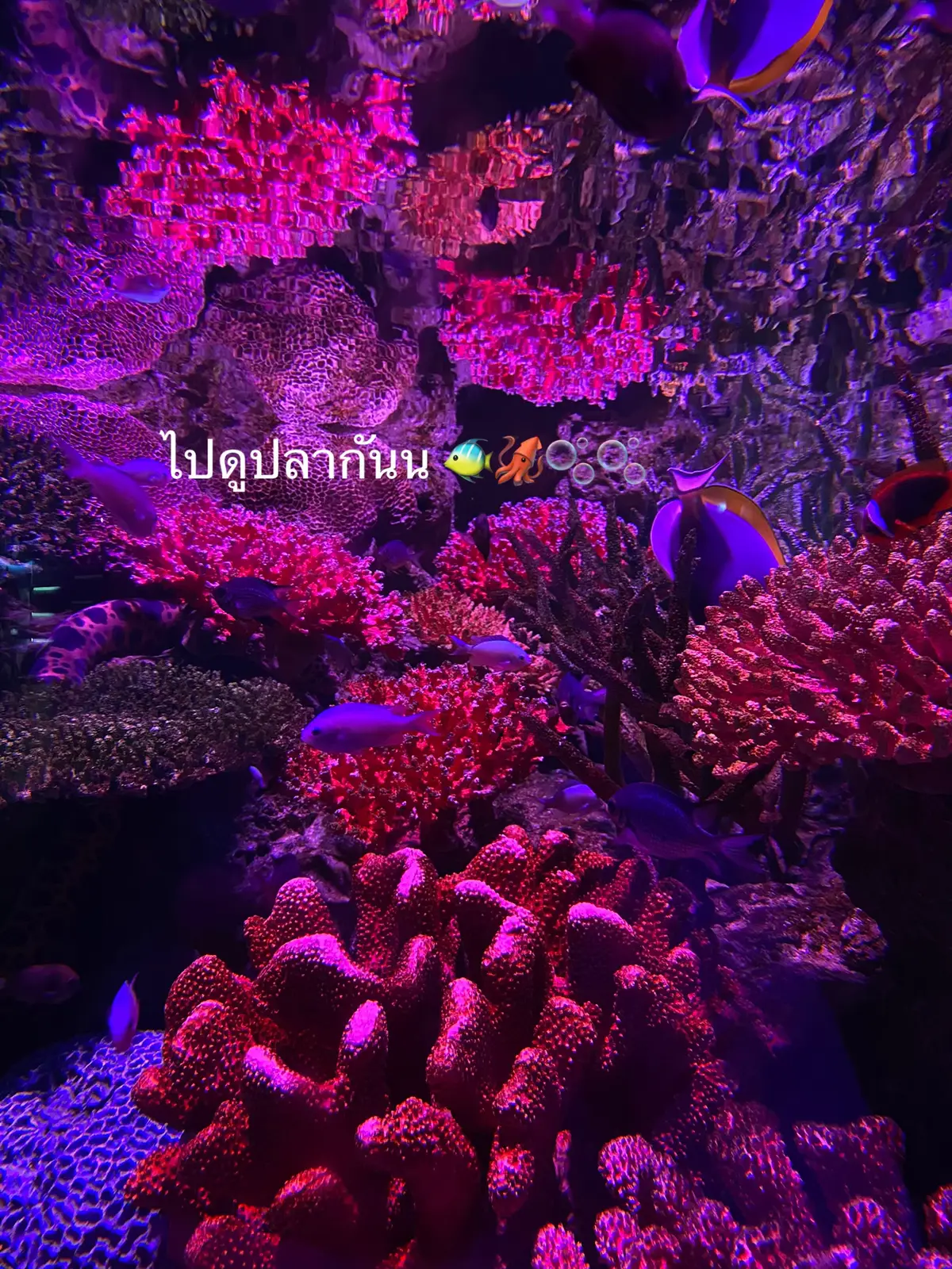 ไม่รู้ไปไหนอยากดูปลา นี่ค่ะ ‘ Sealife Bangkok ‘  สยามพารากอน 🫧🫧 น้องน่ารักปุกปิกมาก 🐳🐳 #พิกัดลับกรุงเทพ #sealife #สยามพารากอน 