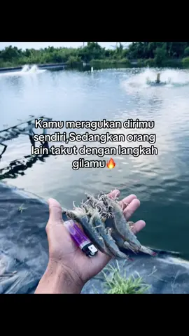 teruslah bertempur anak muda🔥 #petambakmuda #petambakudang #vannameishrimp #tambakudang #dipasena 