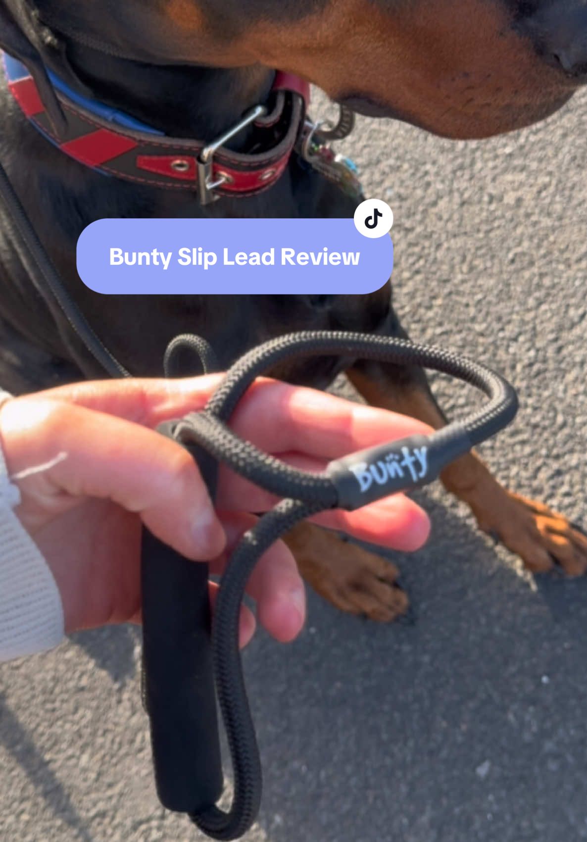 @Buntypetproducts_ fantastic slip leads at a fantastic price🐾🖤 #sliplead #buntypetproducts #productreview #looseleadwalking #DogTraining 