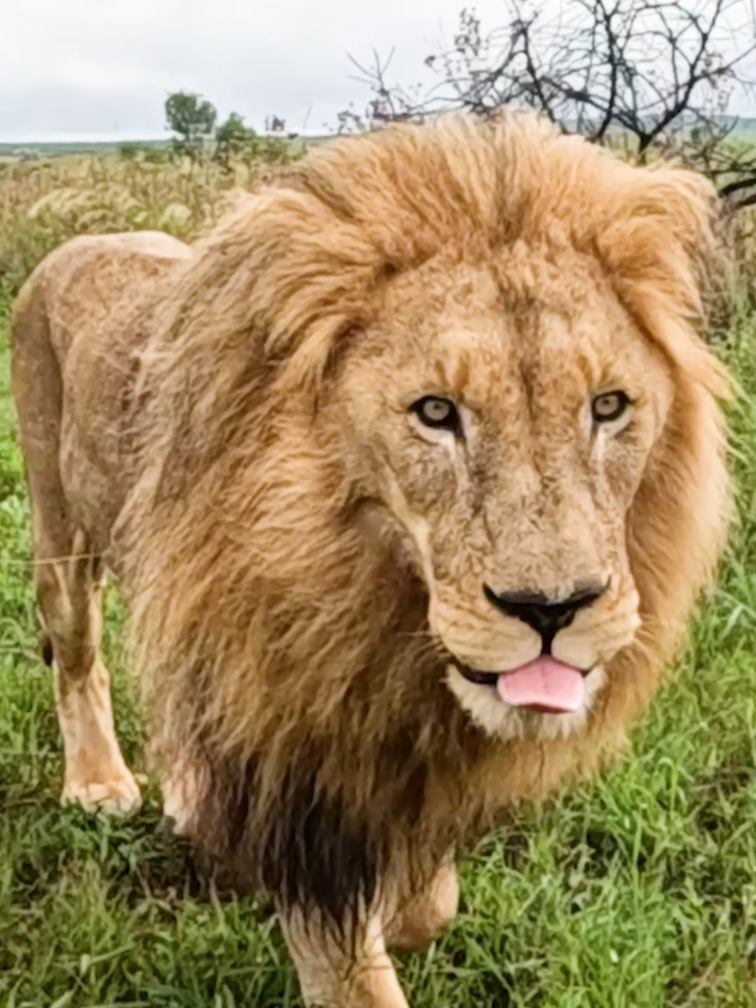 Relaxing with LIONS! New Youtube video coming to Youtube members today. #catsoftiktok #lionwhisperer #nature #relaxing #heartwarming