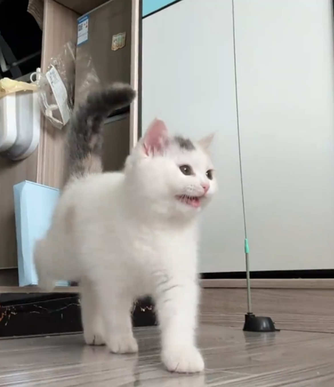 Miaow😊.#kitten #cat 