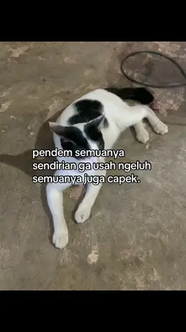 #galaubrutal 