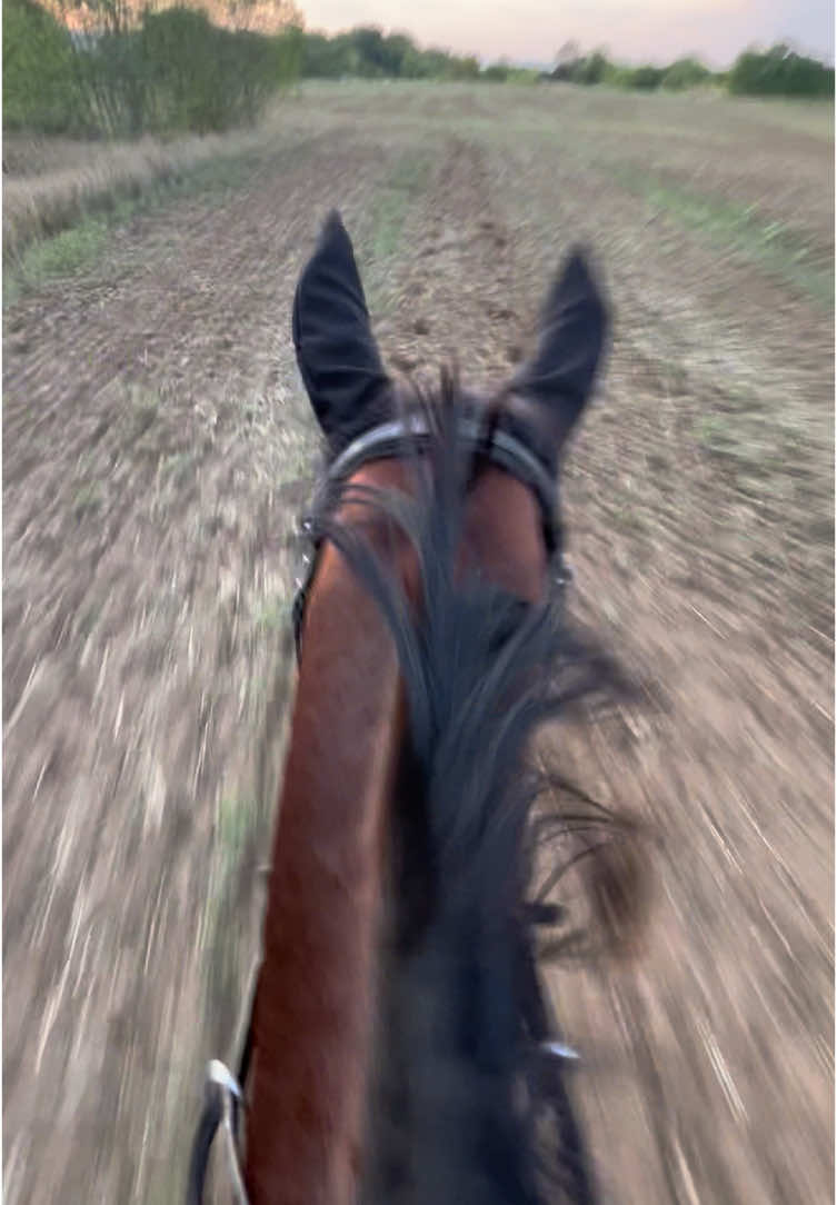 she fast as HELL🏎️ #fast #speed #fasthorse #galopping #beat #flying #horsetok #horseriding 
