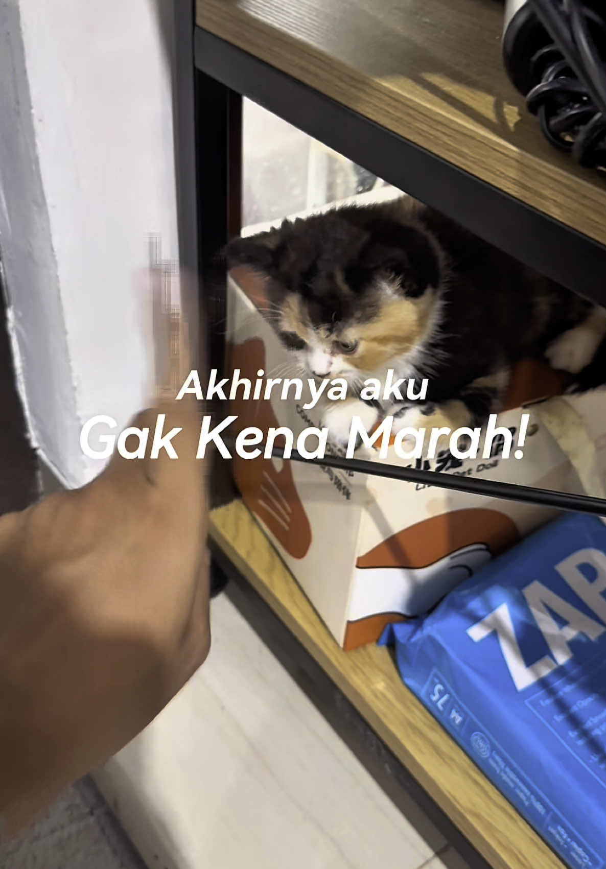 Sekarang disayang, dulu kalo bau pesing terus bisa bisa ditend*ng kali ya 😢😢 #petodorremover #baupesing #petodor #pesing #baupesingkucing #pupkucing 
