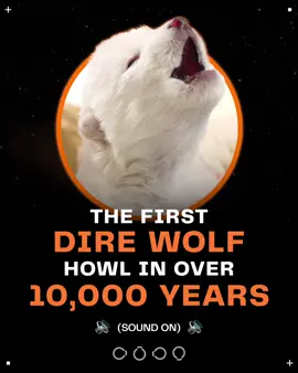 SOUND ON. You’re hearing the first howl of a dire wolf in over 10,000 years. Meet Romulus and Remus—the world’s first de-extinct animals, born on October 1, 2024. The dire wolf has been extinct for over 10,000 years. These two wolves were brought back from extinction using genetic edits derived from a complete dire wolf genome, meticulously reconstructed by Colossal from ancient DNA found in fossils dating back 11,500 and 72,000 years. This moment marks not only a milestone for us as a company but also a leap forward for science, conservation, and humanity. From the beginning, our goal has been clear: “To revolutionize history and be the first company to use CRISPR technology successfully in the de-extinction of previously lost species.” By achieving this, we continue to push forward our broader mission on—accepting humanity’s duty to restore Earth to a healthier state. But this isn’t just our moment—it’s one for science, our planet, and humankind. All of which we love and are passionate about. Now, close your eyes and listen to that howl once more. Think about what this means for all of us.