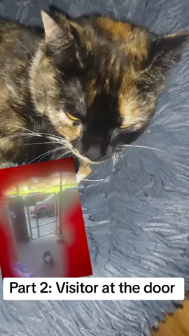 #catsoftiktok #cattok #funnytiktok #PetsOfTikTok #cutecat 