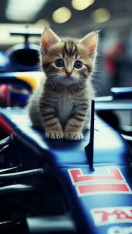 Japan F1 result 😻🏎️🏆#cutecat #cute #ai #lipsync #f1
