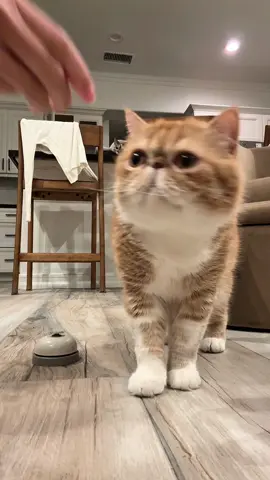 Robbie, bell. 🛎️  #cat #cattricks #catlover #cattok #catsoftiktok 