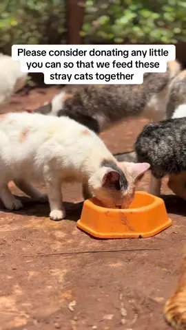 Please consider donating any little you can so that we feed these stray cats together @rubyramosnavarro #help #fyp #catsoftiktok #tiktokviral #kittensoftiktok #cats #animal #catslovers #views #shelter #pets #cat #kitten #animalsoftiktok #viral_video #catrescue 