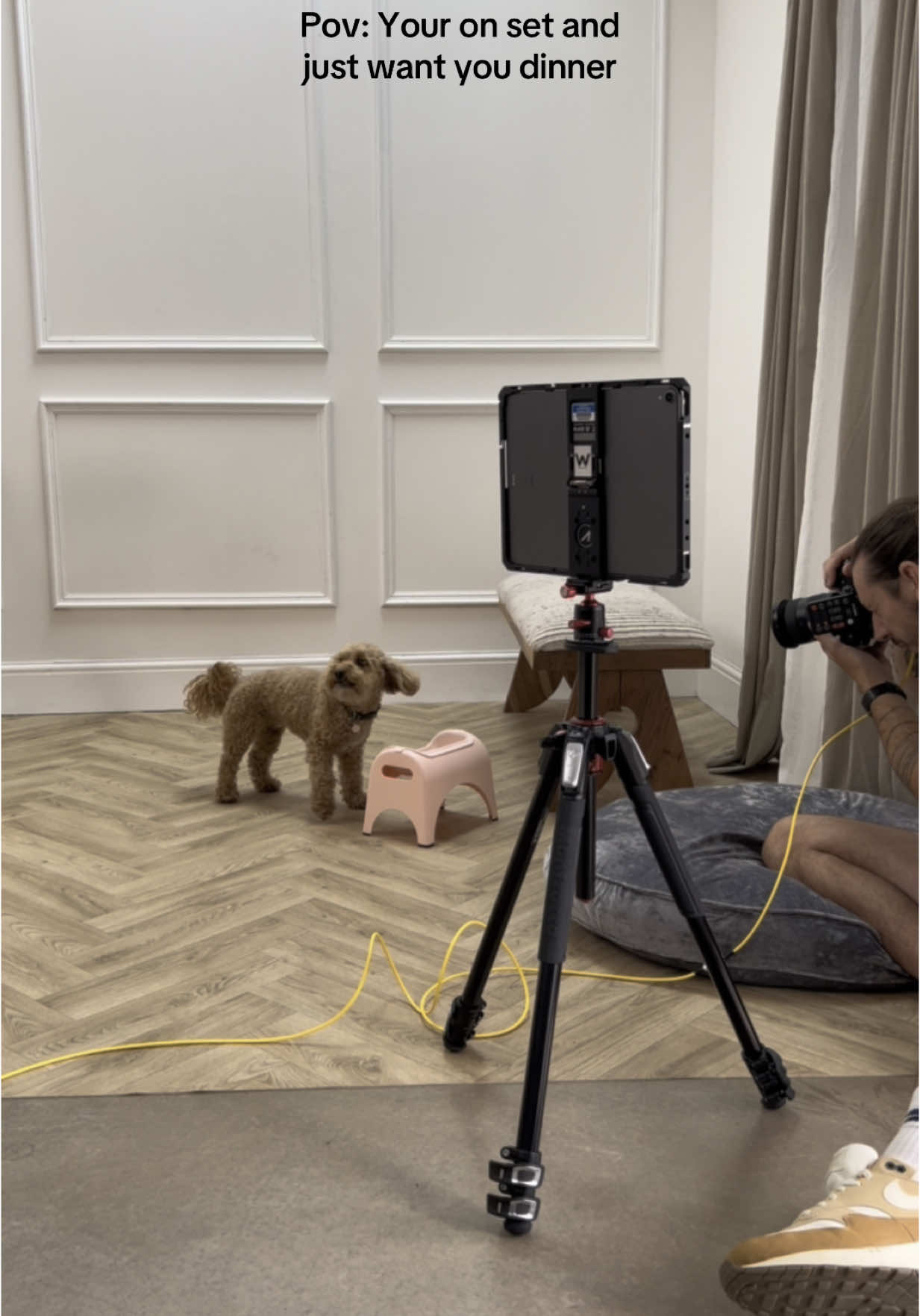These models are so demanding 🙄 @HAYBENO Studios  #easyeat #raisedpetbowl #dogbowl #funnydogs #funnydogsoftiktok #petshealth #petproducts #cockapoosoftiktoks 