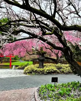 Beautiful cherry blossoms bloom in New York 🗽 #spring #cherryblossom #sakura #bungasakura #nyc #ny #prettyflowers #fyp 