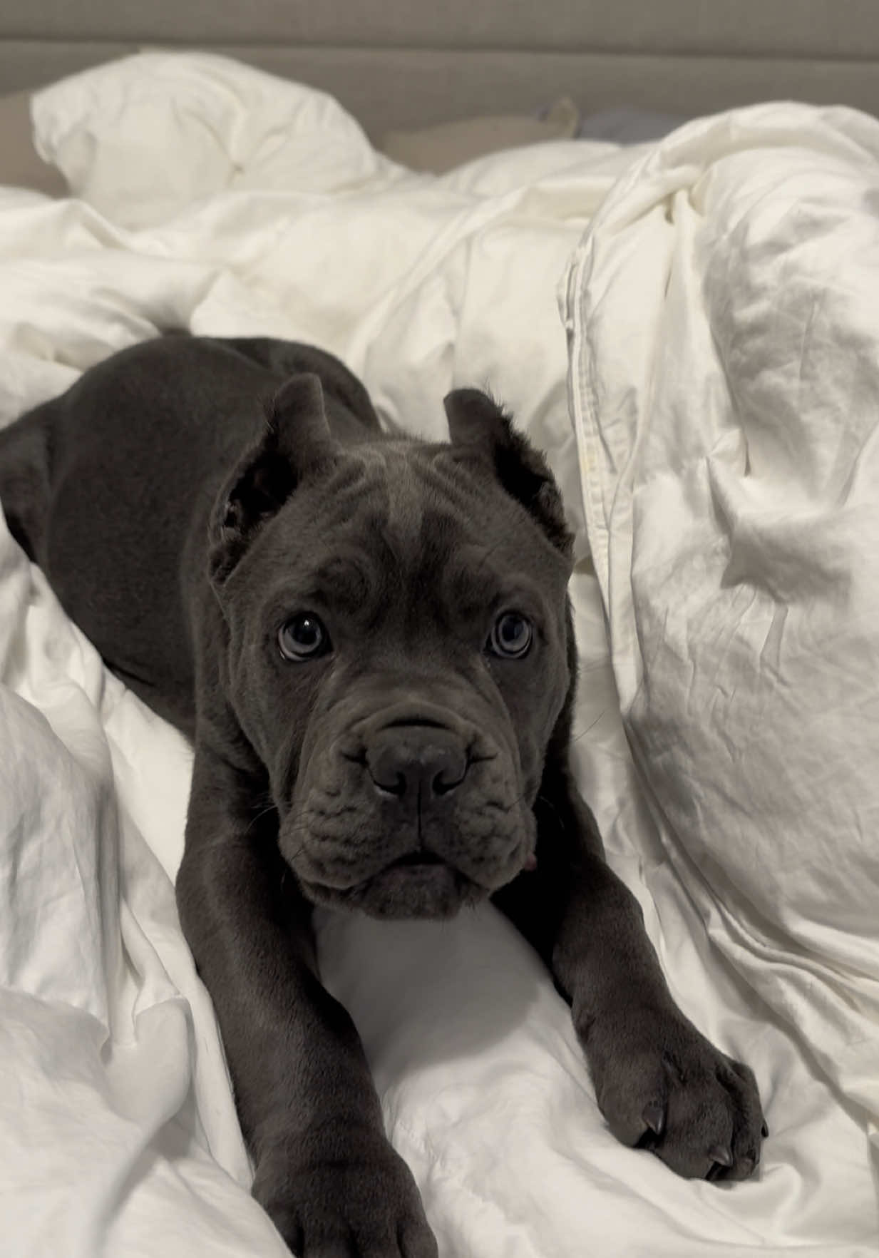 Somebody has a big attitude this morning after treats, training and a walk. 🤣                                                   #corsosoftiktok #canecorsopuppyoftiktok #canecorso #canecorsolovers #fpy #canecorsopuppy #canecorsolove 