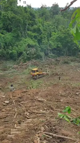 Bulldozer's quick work Clearing plantation land #bulldozer #heavyequipment #dozer