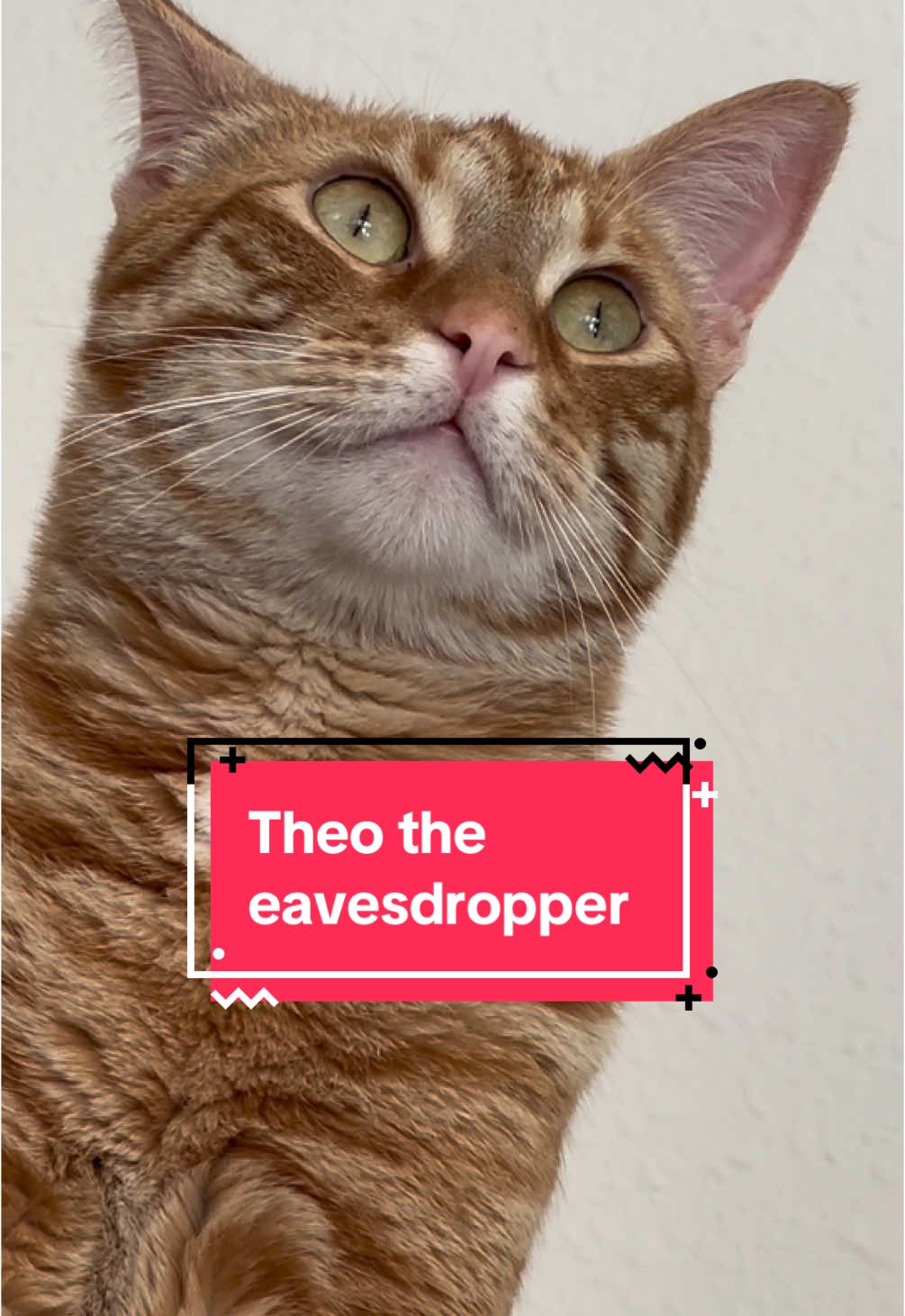 That one ear was working overtime. #theothetabby #orangecatbehavior #catsoftiktok #PetsOfTikTok #orangecat #tabby #orangecatsoftiktok #orangecat #tabby #orangecatsoftiktok #tabbycatlovers #cat #catmeme #tabbycat #pets 