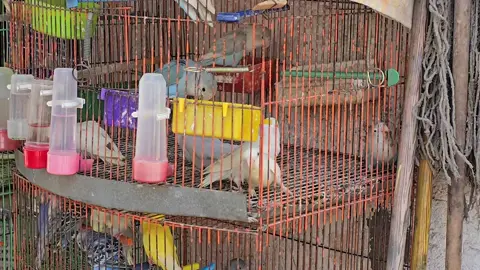 متي سيتم طلاق سراحهم؟ #parrots #alexandria #birds #egypt 