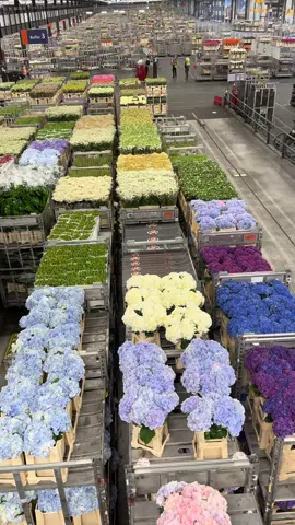 Auction full of spring 🌸🌷 #flowers #nursery #flowershower #floral #florist #floristry #floristeria #floresamarillas #ViralBeauty #flowershop #weddingday #weddingvibes #spring #bloemen 