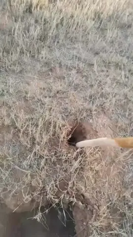 Le Aardvark 💀