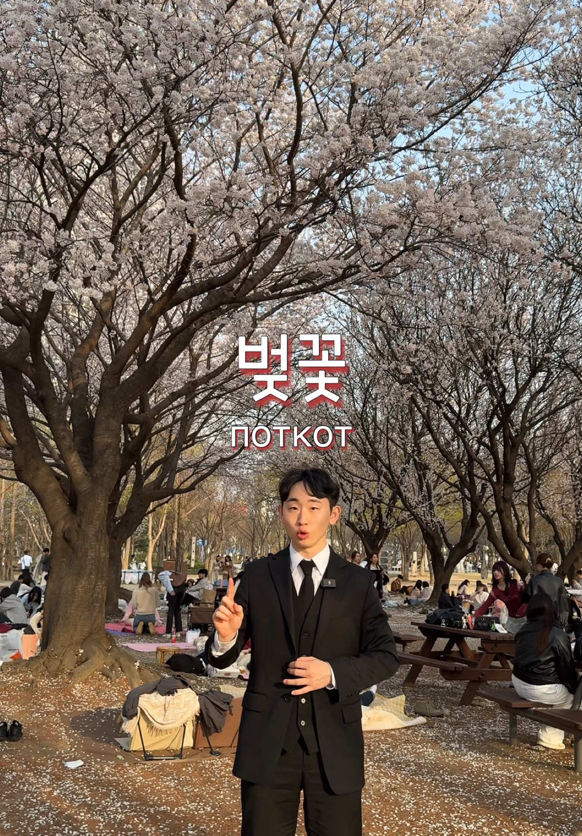 벚꽃[поткот] - цветы вишни 🌸