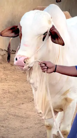 #cattle @Ｓａｄａｑａｔｔ #al karam cattle farm