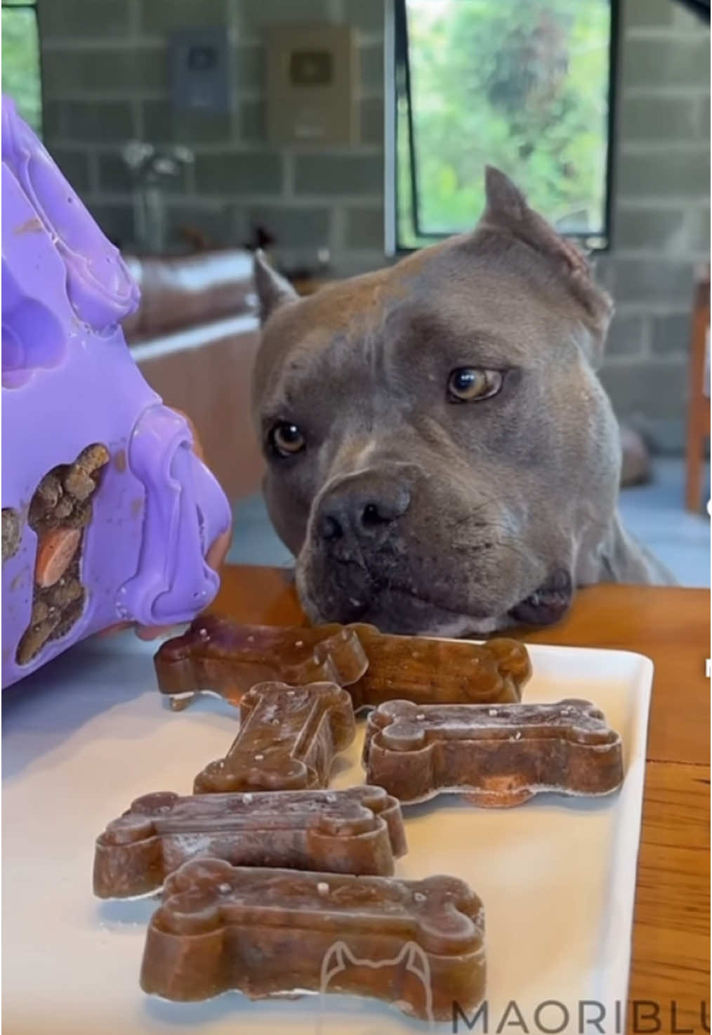 Pitbull eating selfmade treats🐶🦴🍬#Asmr #asmr #asmrsounds #asmrvideo #asmrtiktoks #asmrfood #animal #animalsoftiktok #animales #animallover #meat #pitbull #pitbullsoftiktok #pitbulllove #pitbulls #pitbulldogs #dog #dogsoftiktok #dogs #doggo #dogtok #doglove 