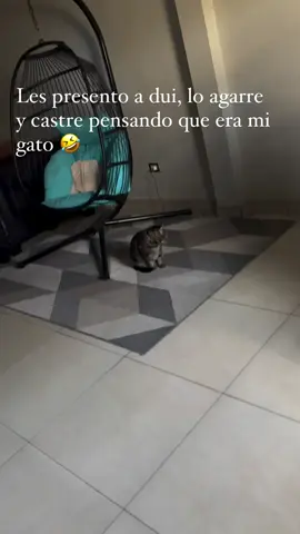 anécdotas de un gato no tan  anónimo 😅