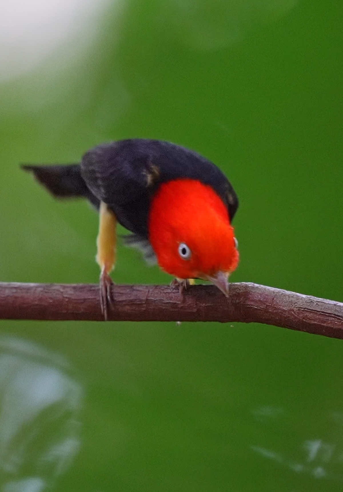 Red Cap Manakin en cortejo. 😉☺️👍