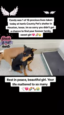 🕊💔🌈😭🐾 Candy was 1 of 18 precious lives taken today at harris County Pet's shelter in Houston texas. I'm so sorry you didn't get a chance to find your forever family sweet girl 💔 😔 😢  REST IN PEACE SWEET ANGEL YOUR LIFE MATTERED TO SO MANY 🕊💔🌈😭🐾 🕊🕊🕊🕊🕊🕊🕊🕊🕊🕊🕊🕊🕊🕊🕊🕊🕊🕊🕊 Follow @Rescue Dog Army 
