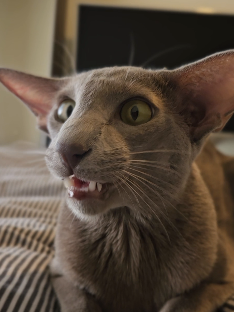 👽☢️🔉🔊 #soundon #viral #dobbycat #geigercountercat #cattok #PetsOfTikTok #catsoftiktok #beautifulcat #orientalshorthair #orientalshorthaircat #orientalcat #asmrcat #ekekekkekkek #geigercounter 