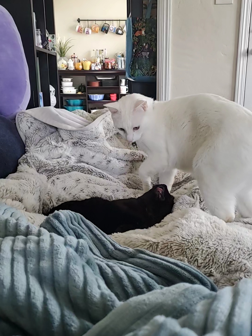 Skip was trying to get his big bro Dio's attention but ends up getting ignored 🤣 #blackcat #whitecat #specialneedscat #blep #dayoff #fyp #fypシ #fypage 