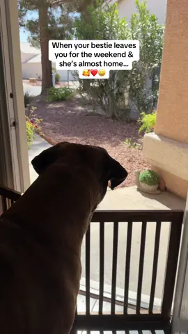 These gentle giants, Bowser & Benny, are going to hate it when their #bestie / #sister moves out AGAIN to go to #lawschool!!! #reunion #dogsoftiktok #fyp #dogs #mastiffsoftiktok #sweet #bowsersworld #dogtok #bowserandbenny #bigdogs #gentlegiants #cutedogs #dogcheck #doggo @morgankiernann @UCLA 